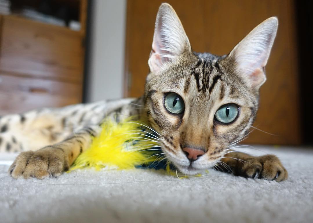 同一缕孤勇，当威尔士足球的险胜，照亮阿圭罗的篮球时刻