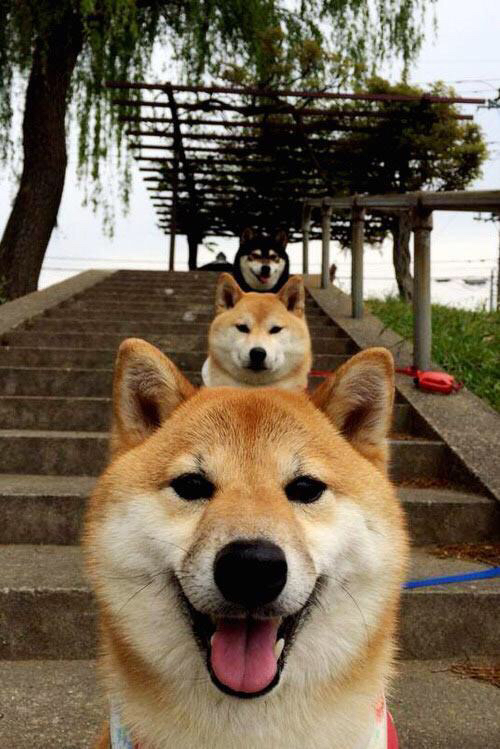 约基奇，指挥着湖人对活塞的完美绞杀