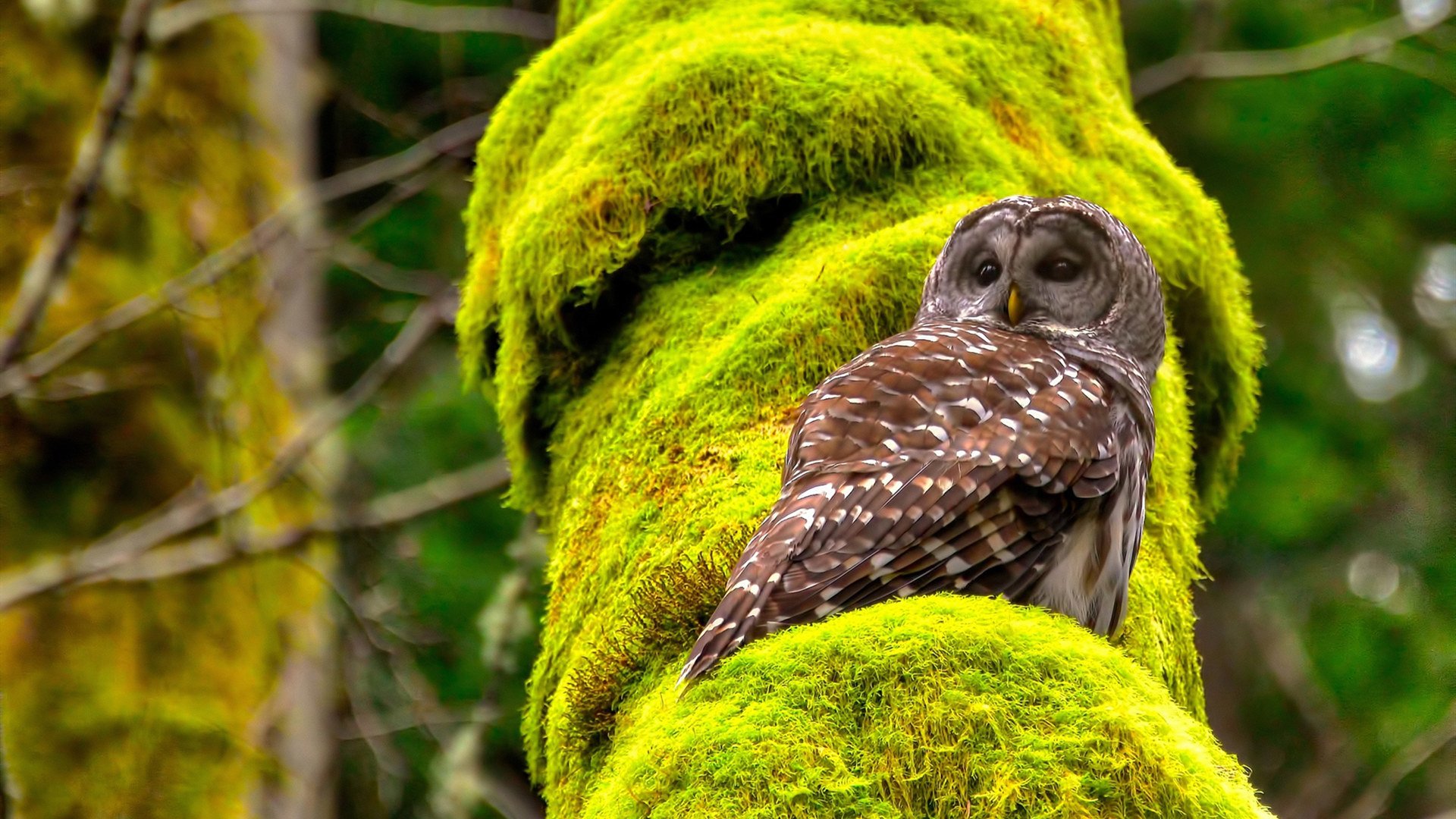 是艺术还是暴力？爱德华兹撕开防线的那一刻，勇士灵魂在震颤