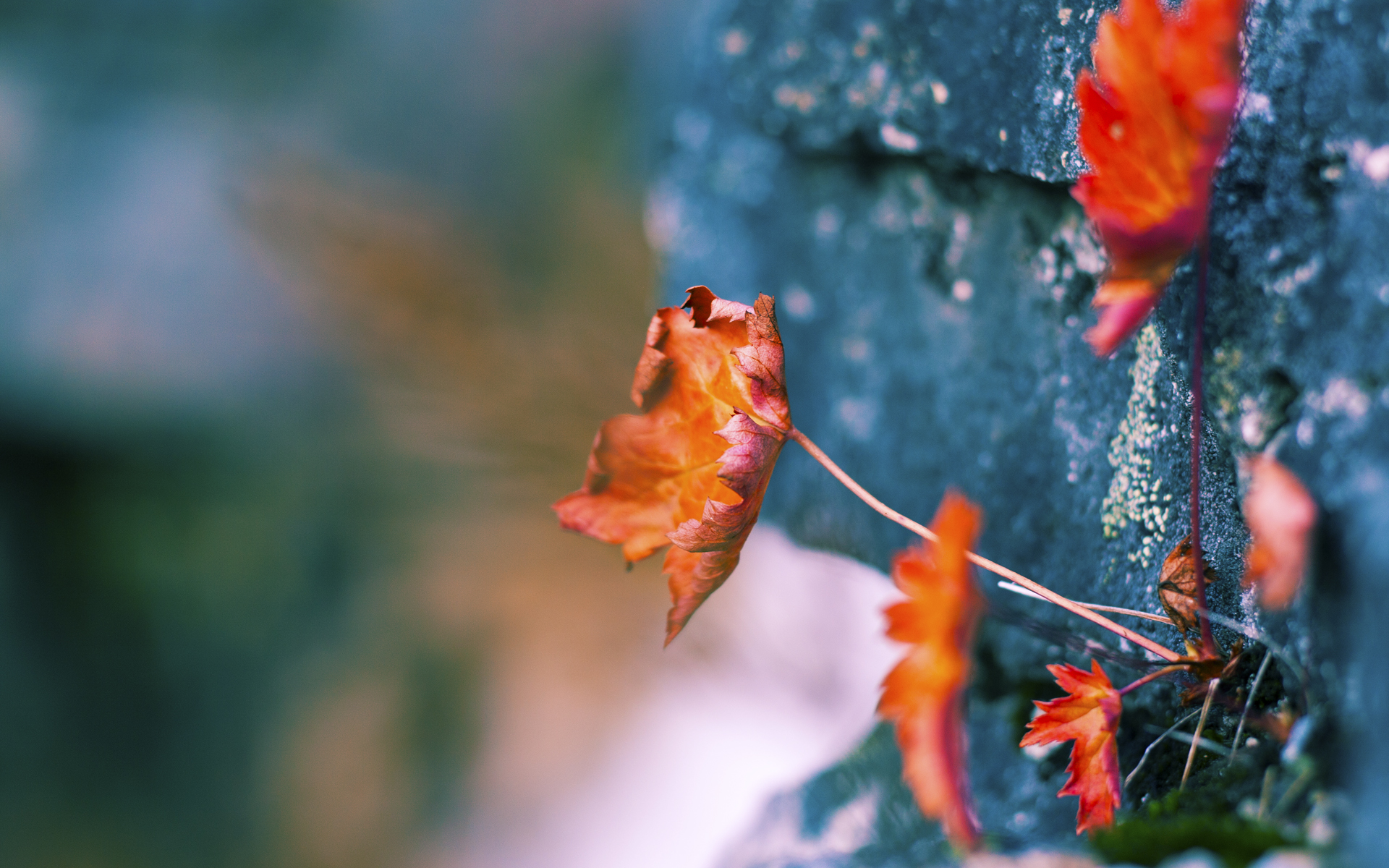 从荷兰弃儿到逆转英雄，阿克，曼城蓝图中最沉默的关键先生