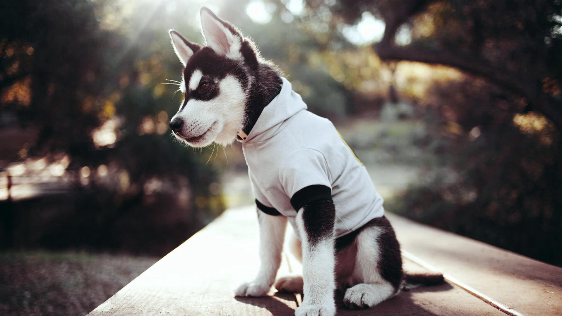 撕裂荒漠，迪马利亚关键回合的丝路绝唱