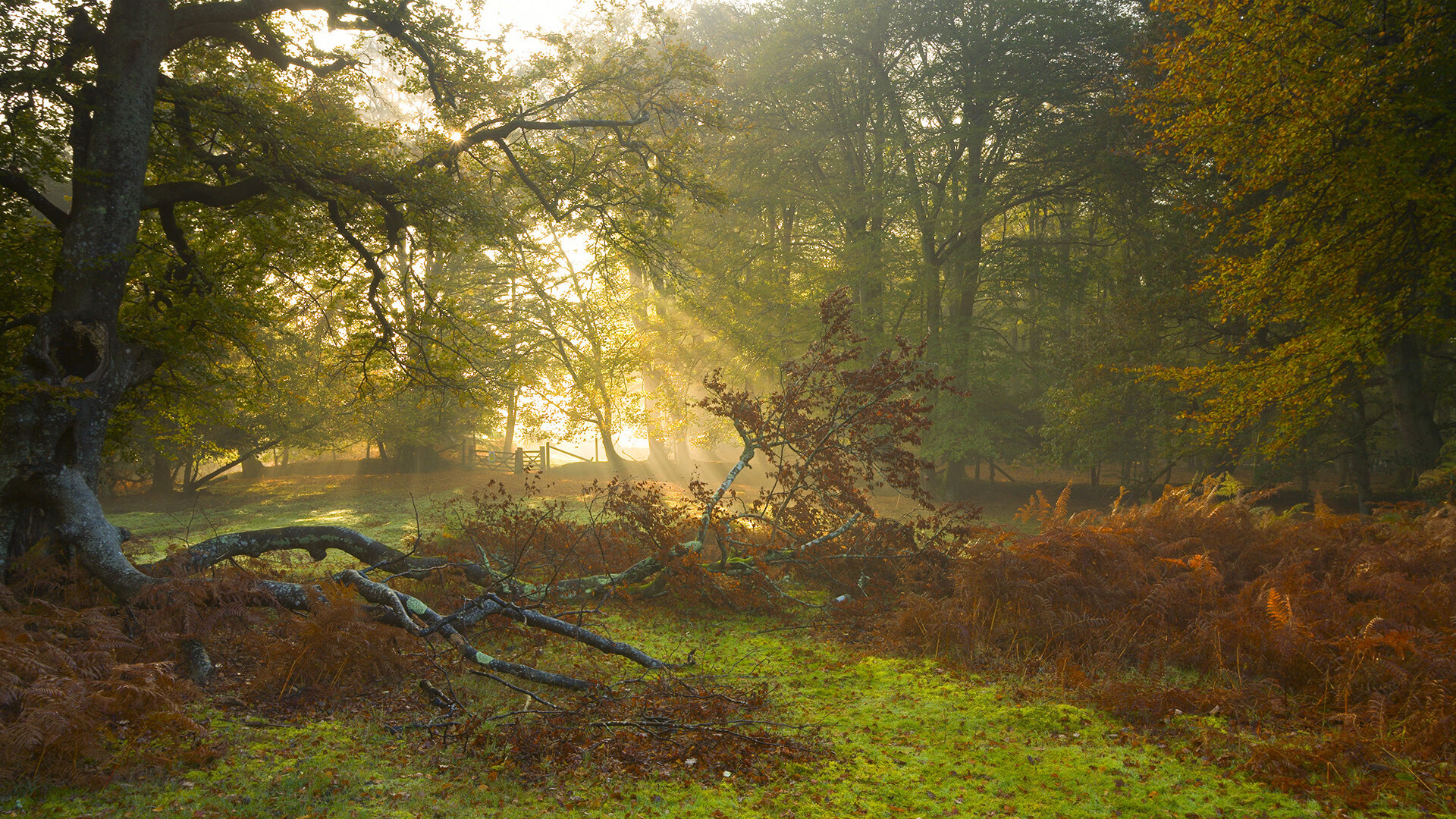 狼烟散尽新王立，杜兰特一箭定乾坤改写联盟旧秩序