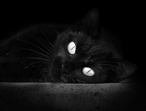 唯一节奏，加克波在埃及对阵加拿大比赛中的完全掌控艺术