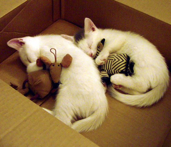 西决生死战 vs 药厂不败神话,一场横跨太平洋的体育共鸣