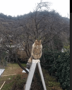 圣西罗月落时，莱奥双响如刀割破僵局，巴黎铁蹄踏碎米兰逆转梦